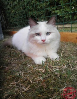 Ginger Chapt de Laxion - Chatterie Ragdolls du Val de Beauvoir